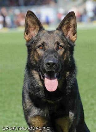 V (BSZS 2012) Tygo von Haus Silma