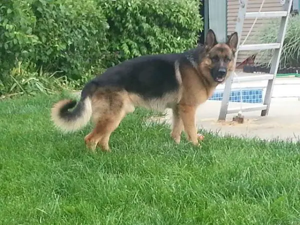 Atlas Vom Hare Haus