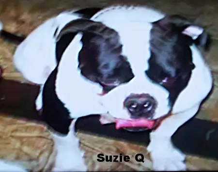 Cajah's Mtn Susie Q(AmericanBulldog)
