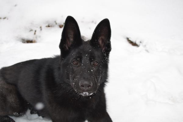 Anky vom Noble Craft