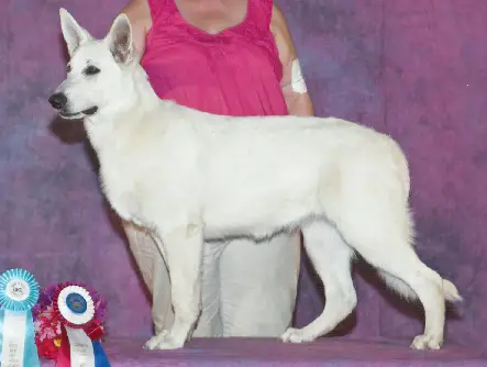 UKC.CH Baughman's White Moon Goddess Luna