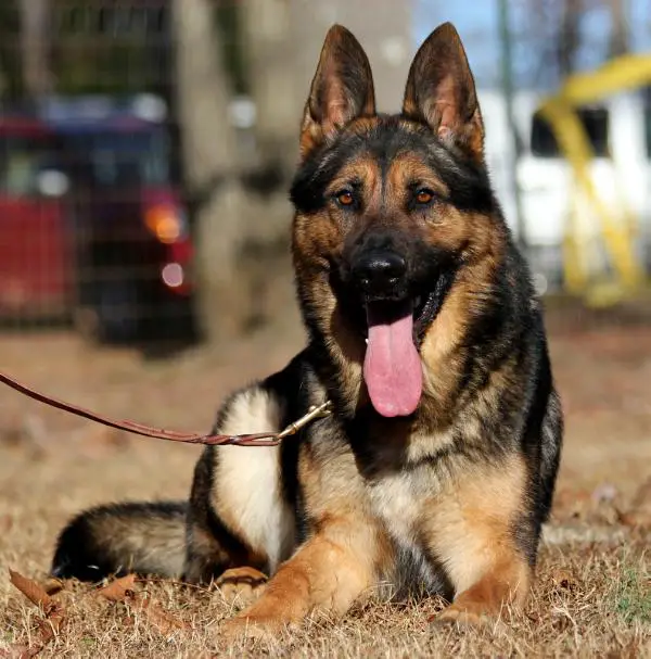 Emor DAVIDOGS Slovakia