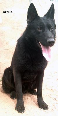 Sbd Posejpal's Arcus