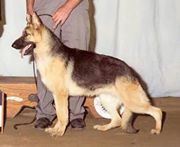 Tacoras First Lady American Pride