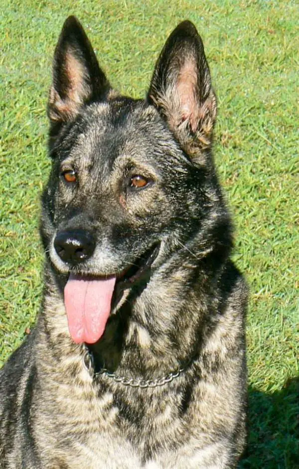 Alpinebase Isa (IID)