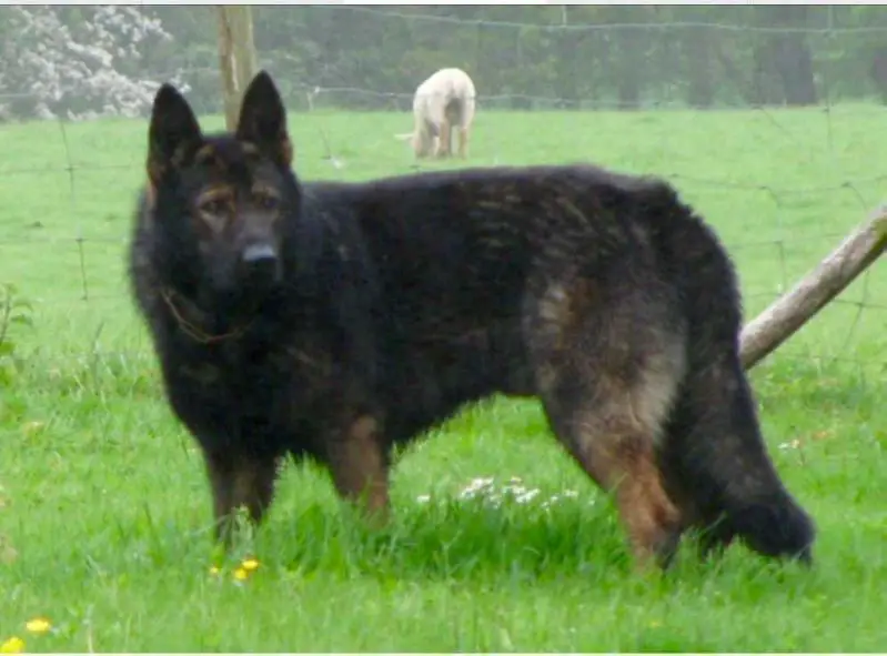 Yanos z Jirkova dvora