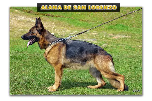 Alana de San Lorenzo