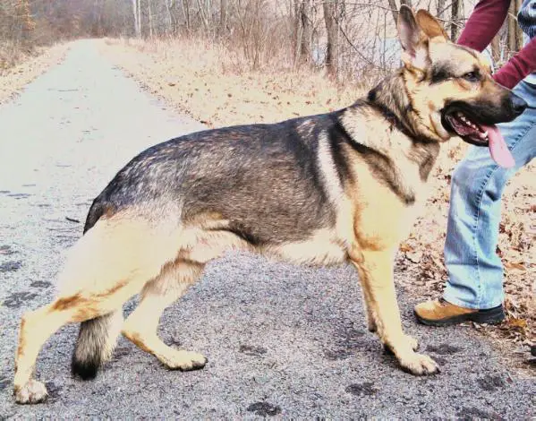 Romeo's Desert Foxx 728