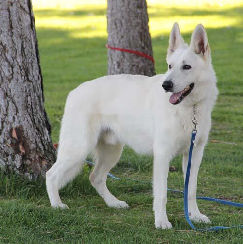 CH RESWELTSIEGER'15 Surefire N' Bahr-S Nash