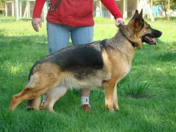 Mitchel hi Kings Gov