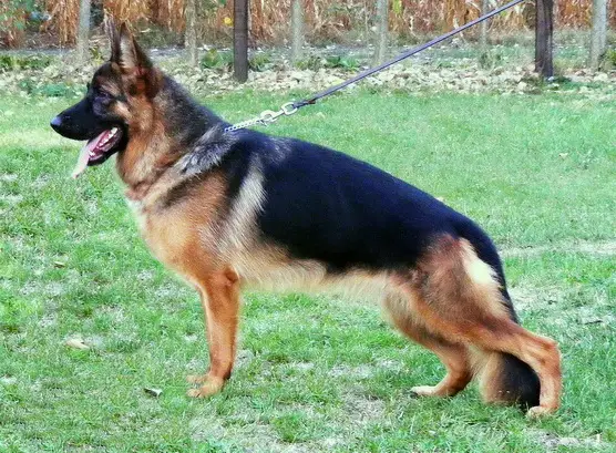 Bonnie von der Plassenburg