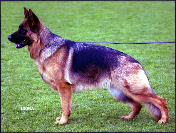 V Hexi vom Haus Stoppacher