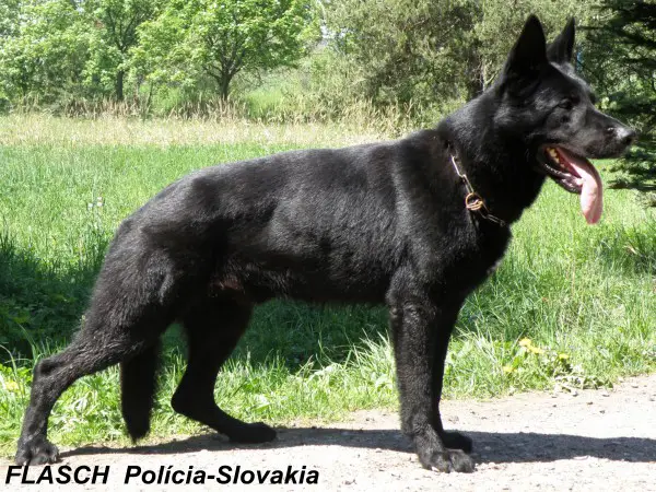 VD Flasch Policia-Slovakia