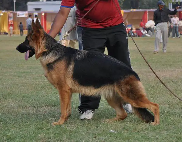 IN CH Heena of Bhalothia Kennel