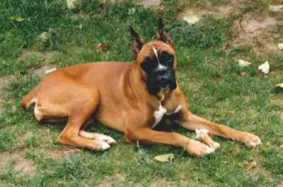 Caty vom Lindenrondell