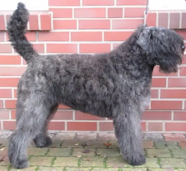 Genaya-Lilly de la Luna vom Cantrikihof