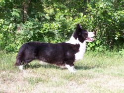 NL CH Floatin' Yoker Yip