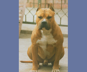 INT.CH,GRAND CH,CH Criss Vogue De Mandraka