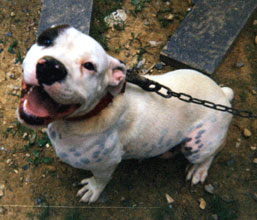 Dorsey's Dolly 2 of Stout's