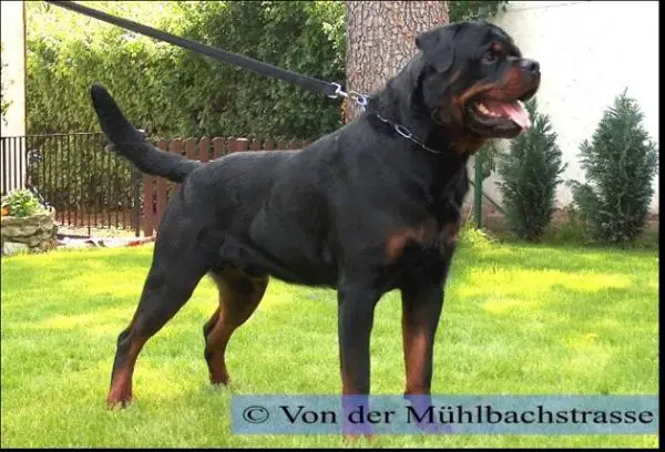 Icco Von Der Donnereiche