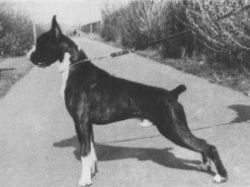 INT.CH Tabor van Worikben of Lynpine