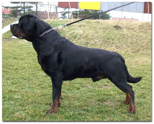 MKD/BUL/BALC CH Figo vom Grossen Tal