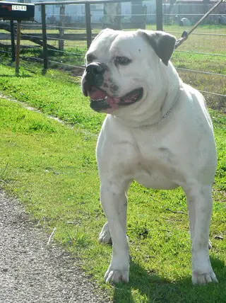 Boyd's Drifter of EWK