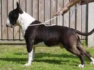 Bullyview Many Moons