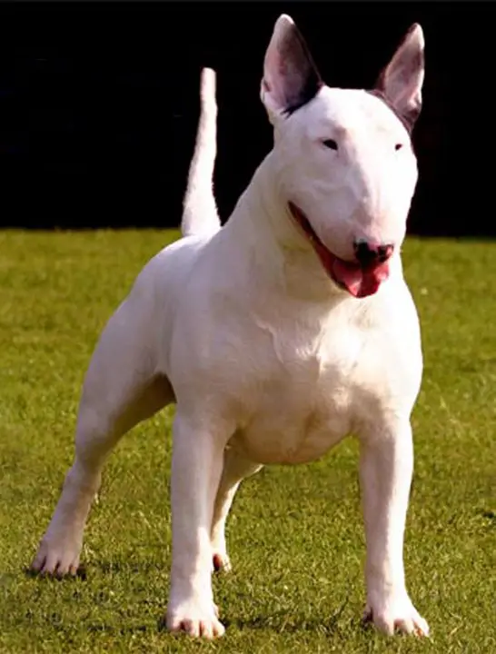 Huge 2024 bull terrier