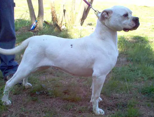 Johnson's Collette 25C