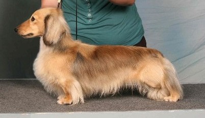 BISS SA & AM CH Stoneleigh Champagne Charlie