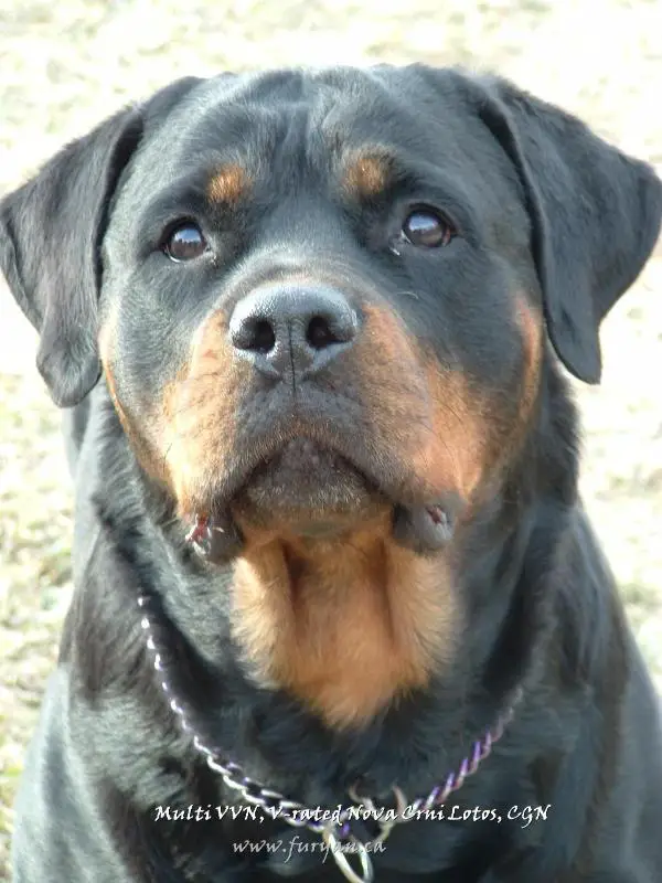 MULTI-V, CKC/UKC CH Nova Crni Lotos