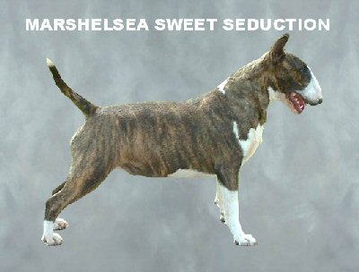 Marshelsea Sweet Seduction