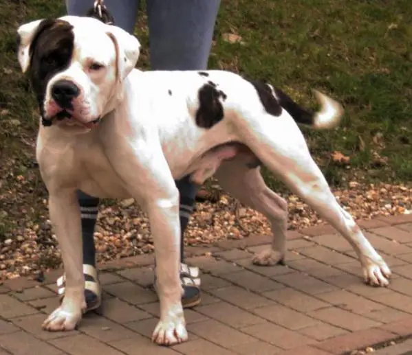 Konfederate Kennel's Cracker