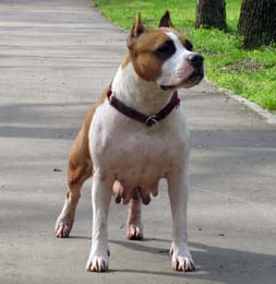 CH RUS,BOS&HERC,RKF Speranza Grande Ferrari