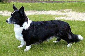 Big-Wood's Kiwi Bravador