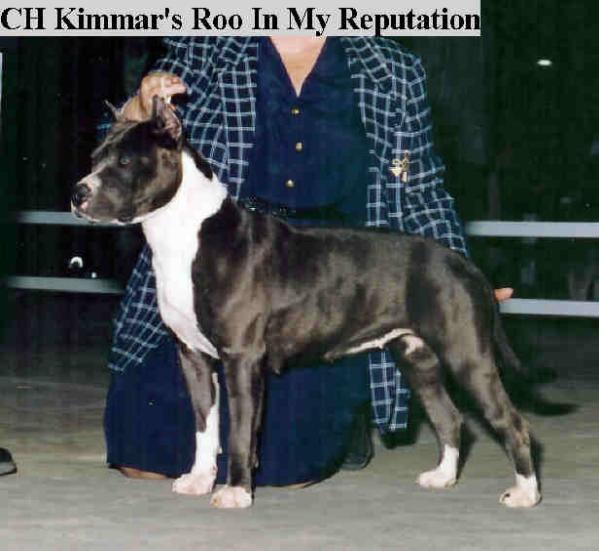 CH. Kimmar's Rooin My Reputation
