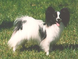 Inkies Oh-IM-Over The Moon