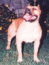 GRCH 'PR' Sackett's CA Butch