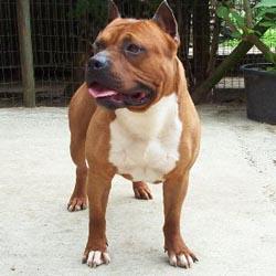 Are Forever Tipit Z Hanky