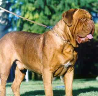 CH. ESP/POR kurgan de el siscar