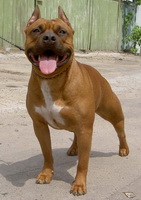 Nevada S Almaznogo Ostrova