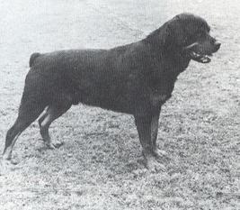 LS'68, V Cäsar von der Lüneburger Heide