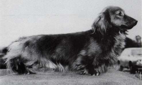 ENG CH Southcliff Sonosash