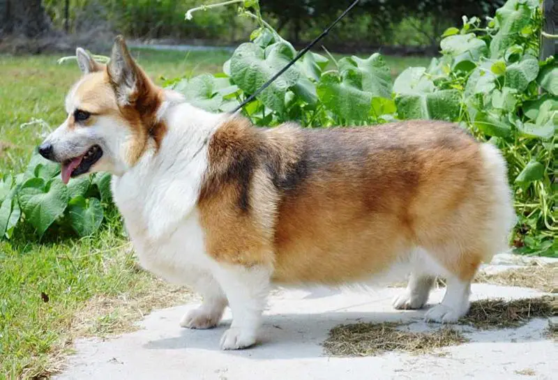 Birdwing Roller Derby Queen