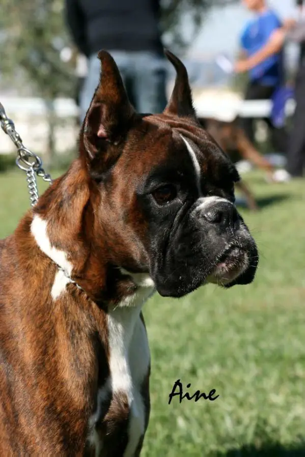 JCHAUSTRIA,JCHSLO Fly de Joanxichcan