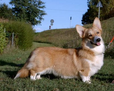 Corgilandia Tatafatalina