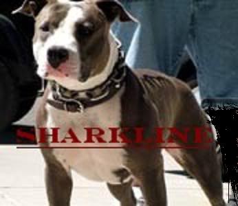 Sharkline's Baby blue