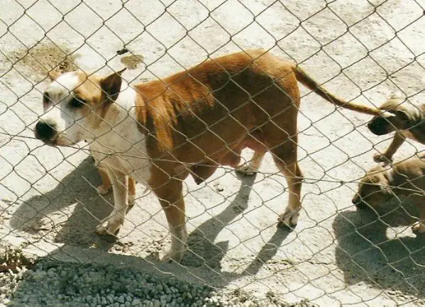 Link Sentimental Des Orchis D'Orabel