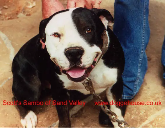 Scott's Sambo of Sand Valley